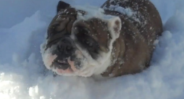 Snow Part 2 — Rumble: 1, Snow:1, Hella: 0