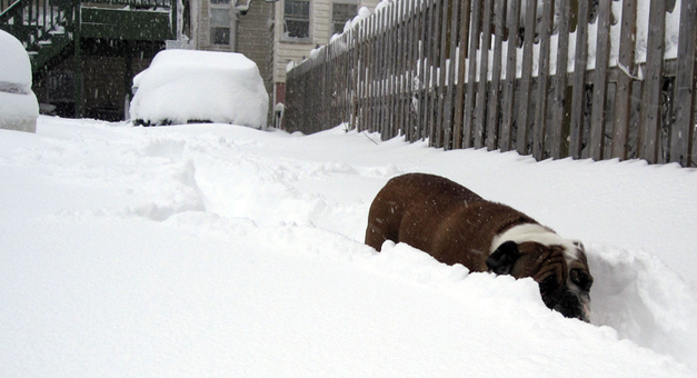 More Stupid Snow